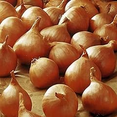 Shallot golden gourmet for sale  Delivered anywhere in UK