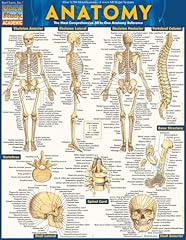 Anatomy quickstudy laminated for sale  Delivered anywhere in USA 