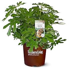 Gallon southern living for sale  Delivered anywhere in USA 