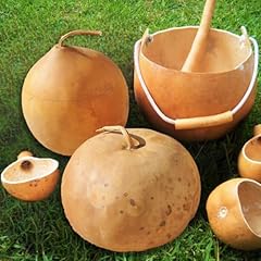 Tomorrowseeds bushel gourd for sale  Delivered anywhere in USA 