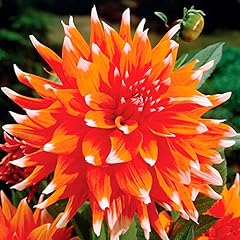 Dahlia cactus perennial for sale  Delivered anywhere in Ireland