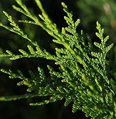 Thuja plicata atrovirens for sale  Delivered anywhere in Ireland