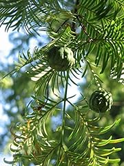 Urweltmammutbaum metasequoia g gebraucht kaufen  Wird an jeden Ort in Deutschland
