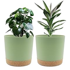 Qcqhdu inch plant for sale  Delivered anywhere in USA 