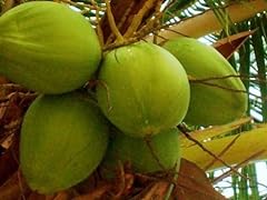 Coconut hawaiian plant for sale  Delivered anywhere in USA 