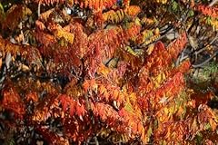Direct plants rhus for sale  Delivered anywhere in UK