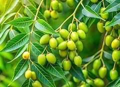 Neem tree seeds for sale  Delivered anywhere in USA 