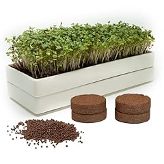 Mizuna microgreens growing for sale  Delivered anywhere in USA 