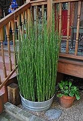 Live equisetum horsetail for sale  Delivered anywhere in USA 