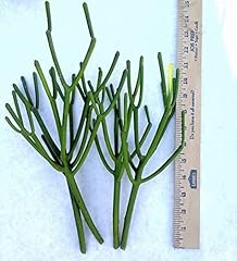 Pencil cactus firesticks for sale  Delivered anywhere in USA 