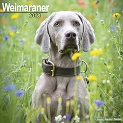 Weimaraner calendar 2023 usato  Spedito ovunque in Italia 