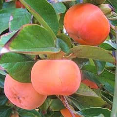 Persimmon tree live for sale  Delivered anywhere in USA 