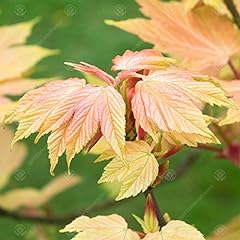 Acer pseudoplatanus brillianti for sale  Delivered anywhere in UK