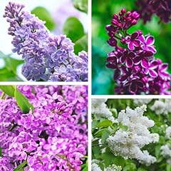 200 mixed lilac for sale  Delivered anywhere in USA 