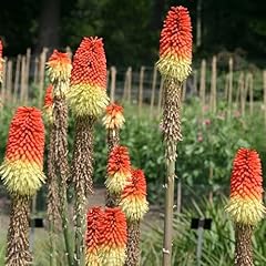 Plant theory red for sale  Delivered anywhere in UK