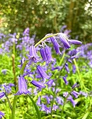 Native bluebell bulbs for sale  Delivered anywhere in UK