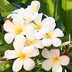 Plumeria tree plant for sale  Delivered anywhere in USA 