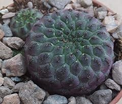 Portal Cool Sulcorebutia Rauschii 'Violacidermis' 3cm viola gambo boliviana Cactus, usato usato  Spedito ovunque in Italia 