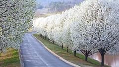 Seeds bradford pear for sale  Delivered anywhere in USA 