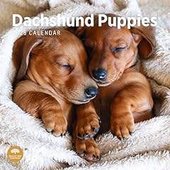 2025 dachshund puppies for sale  Delivered anywhere in USA 