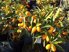 Kumquat fortunella margarita usato  Spedito ovunque in Italia 