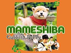 Mameshiba cubbish puppy for sale  Delivered anywhere in USA 