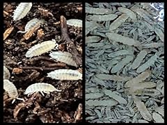 Dwarf white isopods for sale  Delivered anywhere in USA 