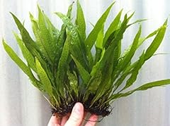 Java fern 2.5 for sale  Delivered anywhere in UK