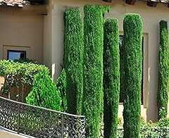 Italian cypress 100 for sale  Delivered anywhere in USA 
