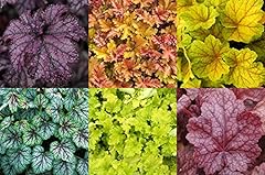 Heuchera collection varieties for sale  Delivered anywhere in UK