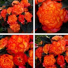 Begonia non stop for sale  Delivered anywhere in Ireland