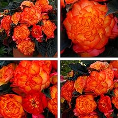 Begonia non stop for sale  Delivered anywhere in UK