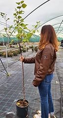 Powers flowers pianta usato  Spedito ovunque in Italia 