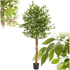 Tectake albero ficus usato  Spedito ovunque in Italia 