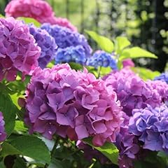 Hydrangea macrophylla bouquet for sale  Delivered anywhere in UK