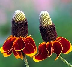 Mexican hat wildflower for sale  Delivered anywhere in USA 
