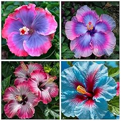 Rare hibiscus flower for sale  Delivered anywhere in USA 