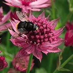 Astrantia major venice for sale  Delivered anywhere in UK