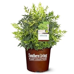 Gallon southern living for sale  Delivered anywhere in USA 