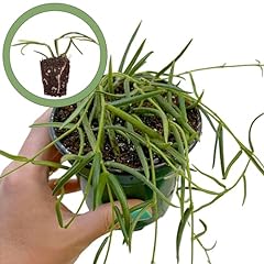 Hoya linearis starter for sale  Delivered anywhere in USA 