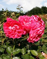 Maria renaissance potted for sale  Delivered anywhere in UK