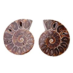 2pcs ammonite fossil for sale  Delivered anywhere in UK