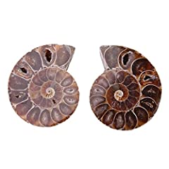 2pcs ammonite fossil gebraucht kaufen  Wird an jeden Ort in Deutschland