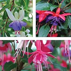 Fuchsia hardy collection for sale  Delivered anywhere in UK