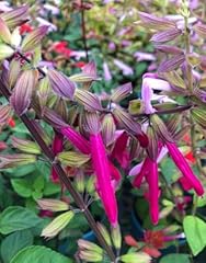 350 salvia greggii for sale  Delivered anywhere in USA 