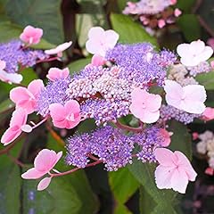 Hydrangea aspera hot for sale  Delivered anywhere in UK