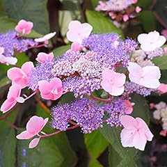 Hortensie aspera hot gebraucht kaufen  Wird an jeden Ort in Deutschland