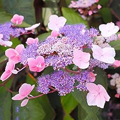 Hydrangea aspera hot for sale  Delivered anywhere in UK