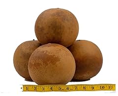 Cannon ball gourds for sale  Delivered anywhere in USA 