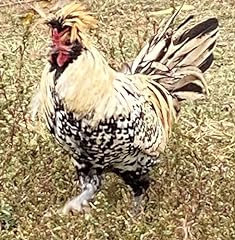 Barnyard mix chicken for sale  Delivered anywhere in USA 